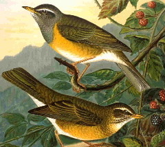Eyebrowed Thrush